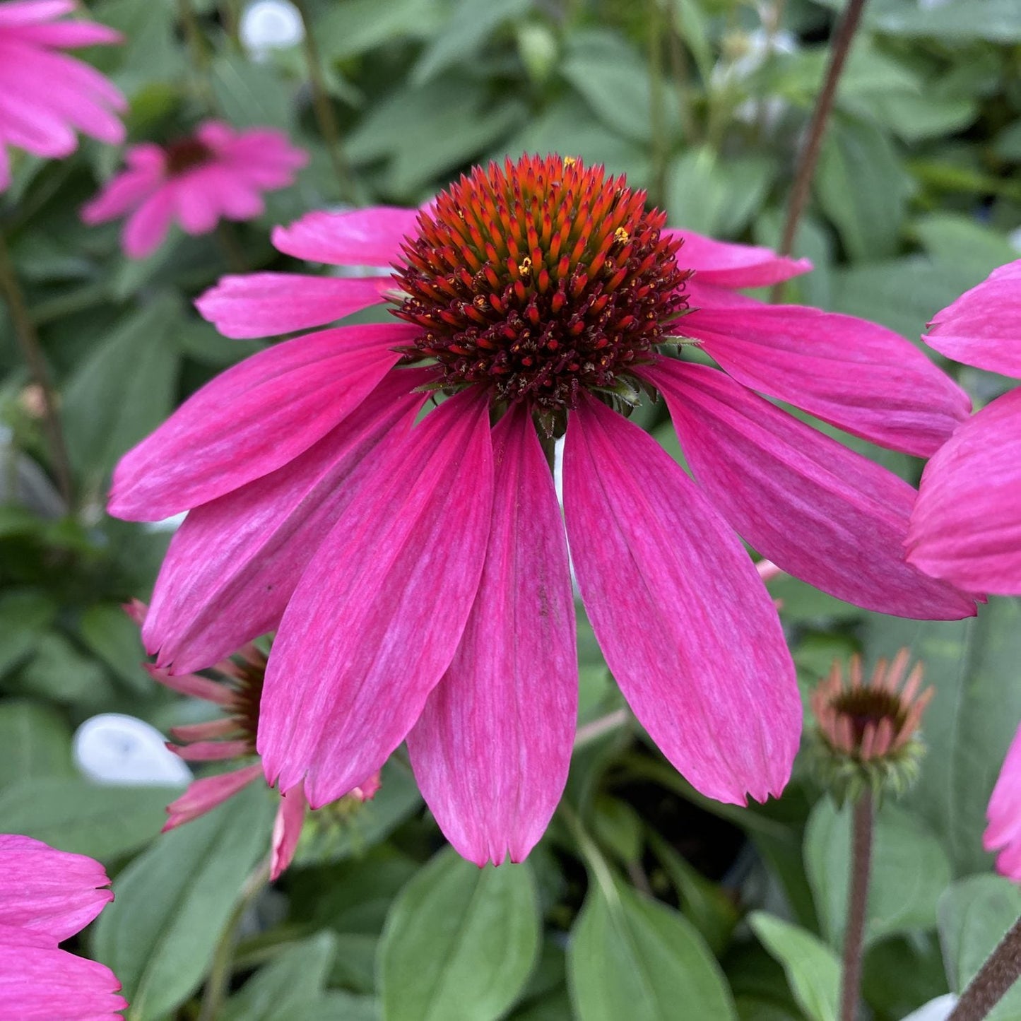 Close-up of Sombrero® Rosada Coneflower (Echinacea) with vibrant pink petals and a spiky orange-red center, set among green leaves and other coneflowers in the background - Photo Property of Garden Crossings LLC.
