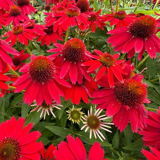 Sombrero® Salsa Red Coneflower (Echinacea) - Photo Property of Garden Crossings LLC