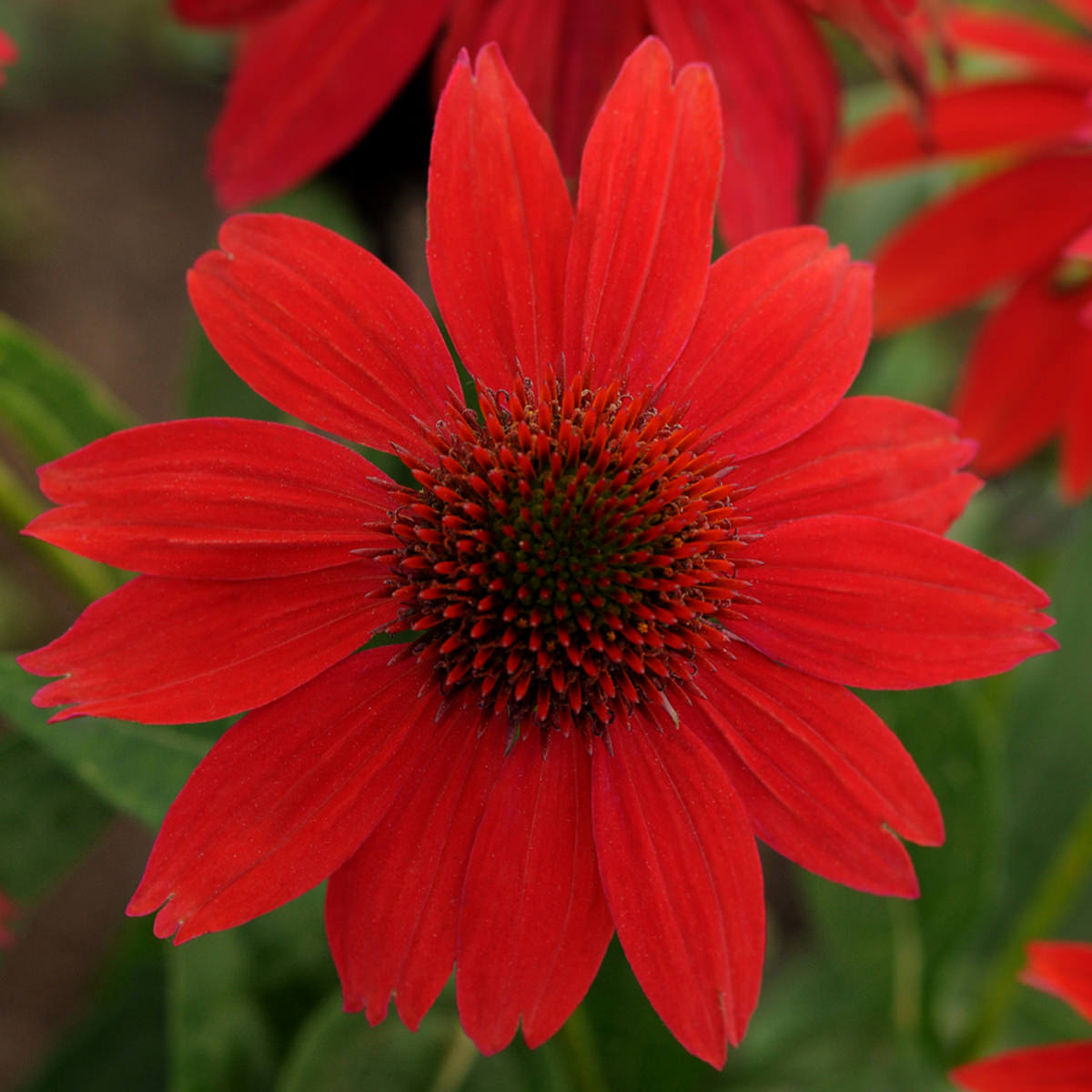 Close-up of a vibrant Sombrero® Salsa Red Coneflower (Echinacea), featuring pointed bright red petals, a dark spiky center, and green leaves with blurred red blooms in the background - Photo Courtesy of Walters Gardens, Inc.