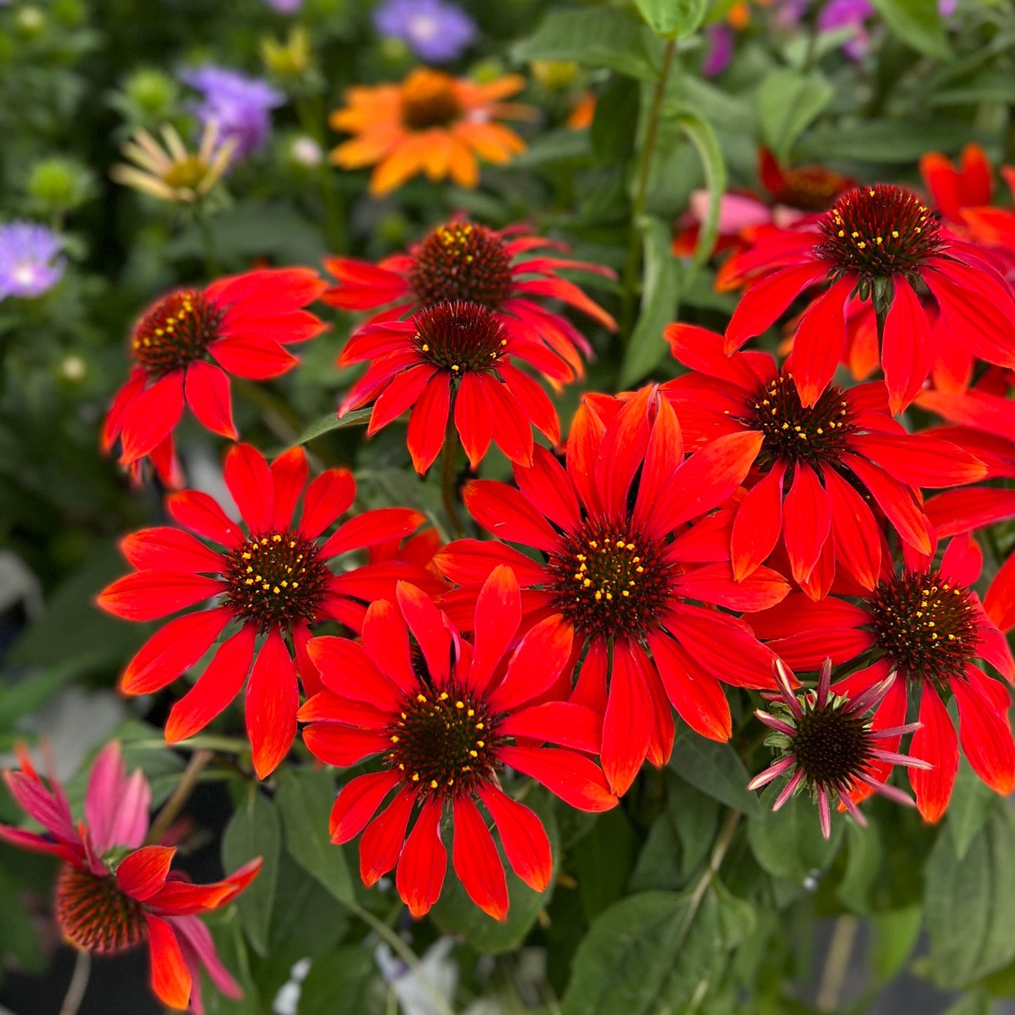 Vivid red Sombrero® Sangrita Coneflower (Echinacea) blooms with deep red petals and dark centers stand out among green leaves, accented by hints of purple and orange flowers in the background - Photo Property of Garden Crossings LLC.
