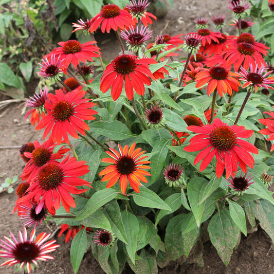 Sombrero® Sangrita Coneflower (Echinacea) - Photo Courtesy of Walters Gardens, Inc.