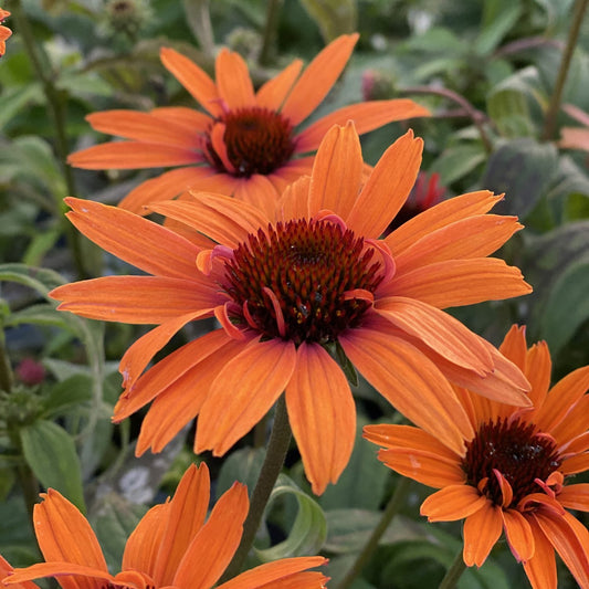 Close-up of vibrant orange coneflowers with spiky, dark centers, surrounded by green foliage and other blooming flowers in the background.