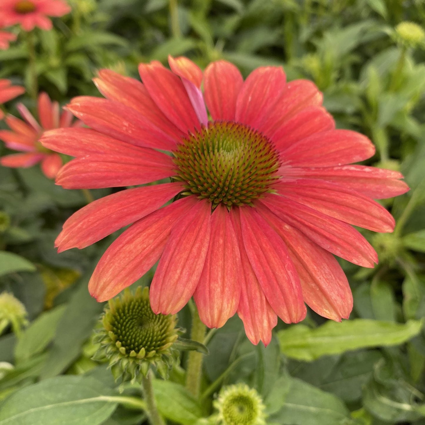 A close-up of Sombrero® Tango Tangerine Coneflower (Echinacea), a drought-tolerant perennial, in bright orange-pink bloom with a green spiky center, lush foliage, and flower buds in the background - Photo Property of Garden Crossings LLC.
