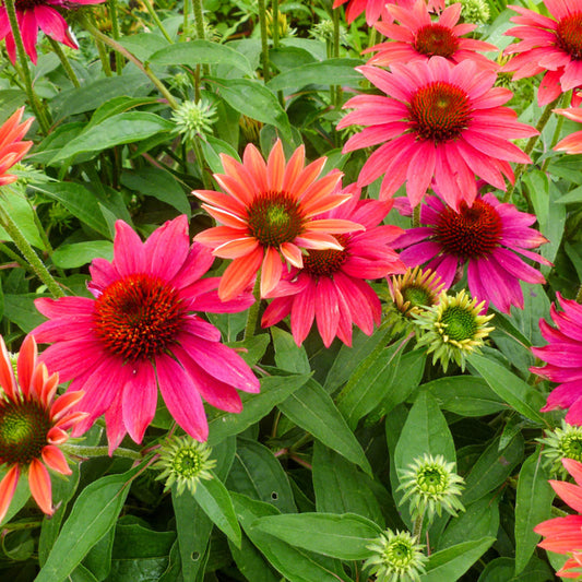 Vibrant pink and orange Sombrero® Tres Amigos Coneflower (Echinacea), a striking perennial with spiky centers, blooms among green foliage, surrounded by buds at various stages of opening - Photo Courtesy of Ball Horticulture, Inc.