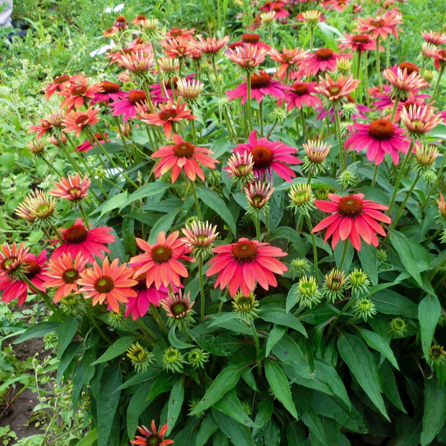 A cluster of vibrant Sombrero® Tres Amigos Coneflower (Echinacea), a striking native perennial with bold dark centers, blooms among lush green foliage in the garden - Photo Courtesy of Ball Horticulture, Inc.