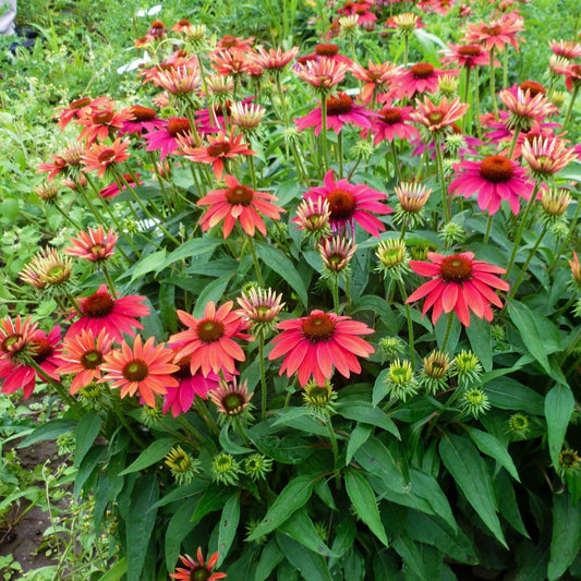 A cluster of vibrant Sombrero® Tres Amigos Coneflower (Echinacea), a striking native perennial with bold dark centers, blooms among lush green foliage in the garden - Photo Courtesy of Ball Horticulture, Inc.
