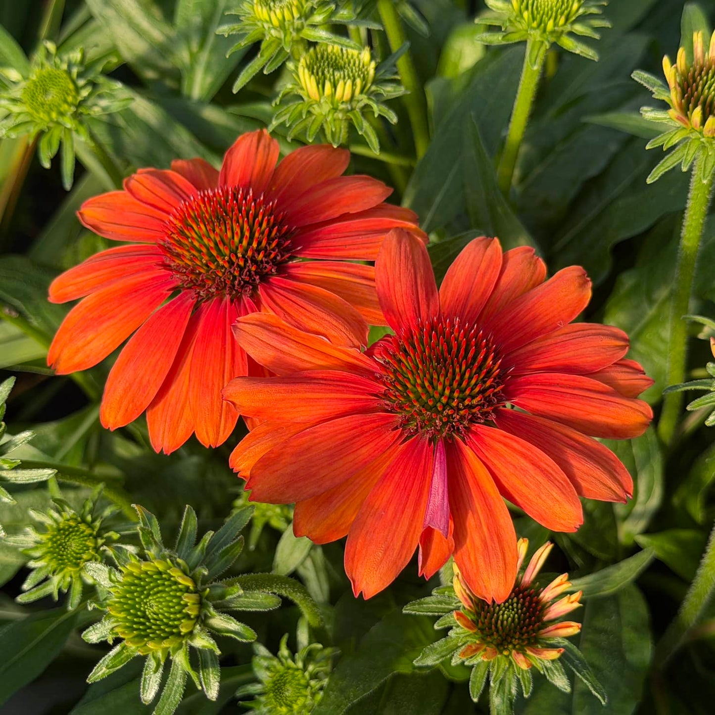 Two vibrant SunMagic® Vintage Electric Orange Coneflowers (Echinacea) in full bloom are surrounded by green leaves and several flower buds, creating a colorful and lush garden scene that highlights this stunning perennial for full sun - Photo Property of Garden Crossings LLC