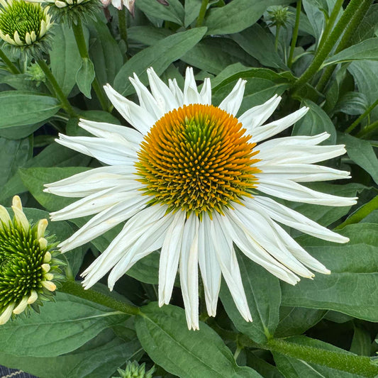A close-up of the SunMagic® Vintage Pearl White Coneflower (Echinacea), featuring a spiky orange and green center surrounded by green leaves and buds, perfect for adding beauty to any pollinator garden - Photo Property of Garden Crossings LLC