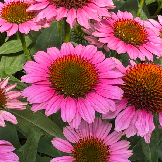 Close-up of several blooming SunMagic® Vintage Pink Coneflower (Echinacea) plants, showcasing their vibrant pink petals and spiky orange centers amidst lush green leaves - Photo Property of Garden Crossings LLC