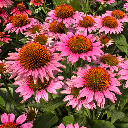 A cluster of SunMagic® Vintage Pink Coneflower (Echinacea) with vibrant pink petals and spiky orange centers stands out in the perennial garden, surrounded by lush green leaves - Photo Property of Garden Crossings LLC