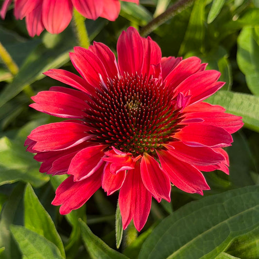 The SunMagic® Vintage Red Coneflower (Echinacea) is captured here in full bloom, displaying its vibrant pink-red pointed petals and spiky dark center, surrounded by lush green leaves and partial blooms in the background - Photo Property of Garden Crossings LLC