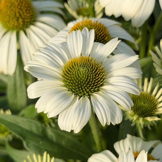 Close-up of SunMagic® Vintage White Coneflower (Echinacea), a compact variety featuring white petals and yellow-green centers, set among lush green leaves and other blooms in gentle sunlight. The long, slightly curved petals are ideal for attracting pollinators, while the softly blurred background draws attention to the main flower - Photo Property of Garden Crossings LLC