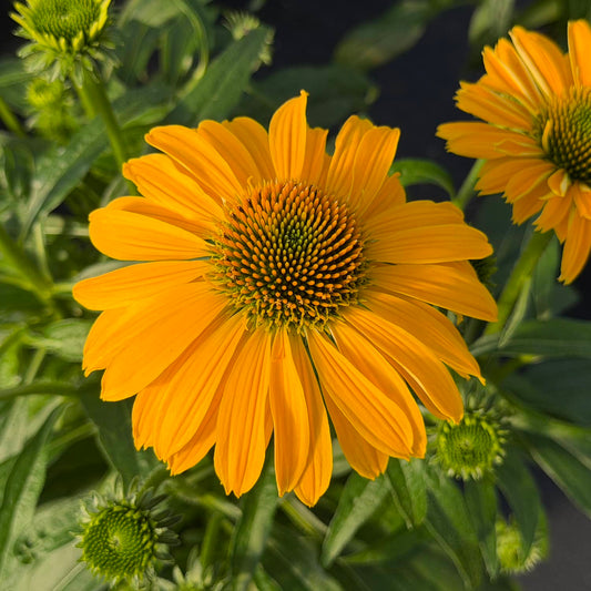 Close-up of a vibrant yellow SunMagic® Vintage Yellow Coneflower (Echinacea), featuring a striking green and orange center. The flower is surrounded by lush green leaves and softly blurred buds in the background. This perennial attracts pollinators and brings bold, cheerful color to any garden setting - Photo Property of Garden Crossings LLC