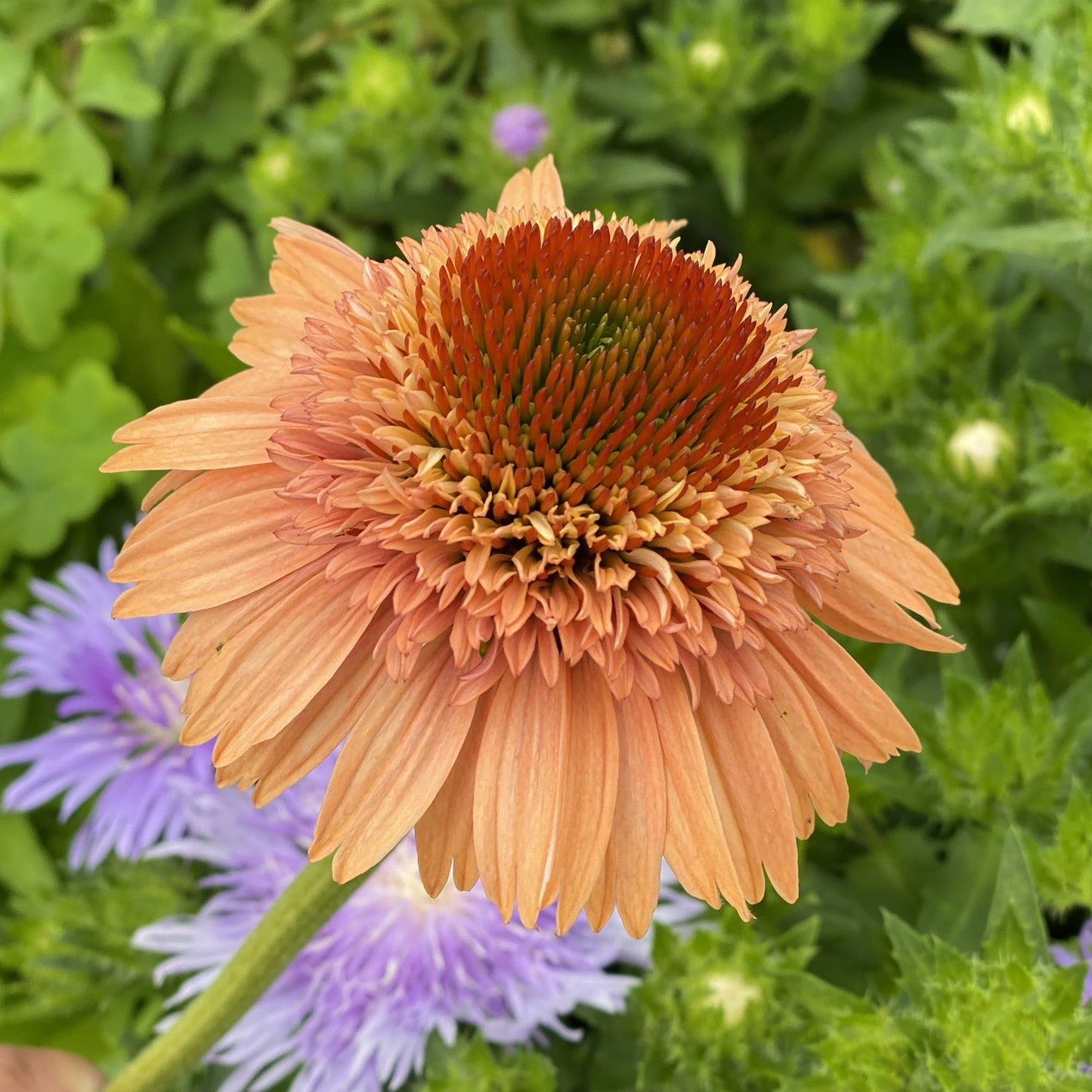 Close-up of Supreme™ 'Cantaloupe' Coneflower (Echinacea), showing its layered orange petals and spiky orange-green center, with lush green foliage and blurred purple flowers in the background - Photo Property of Garden Crossings LLC.