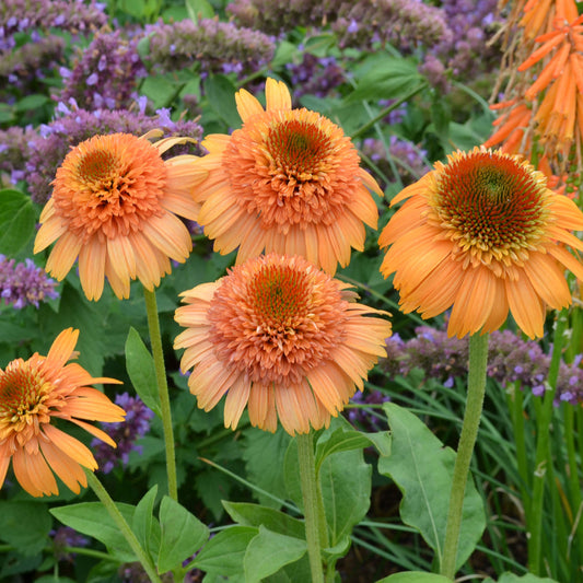 Supreme™ 'Cantaloupe' Coneflower (Echinacea) - Photo Courtesy of Terra Nova Nurseries, Inc.