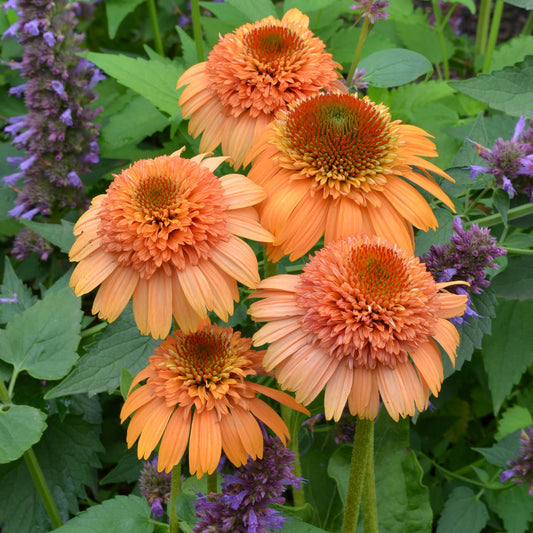 Five orange Supreme™ 'Cantaloupe' Coneflowers (Echinacea) with spiky centers bloom among green leaves and purple flowers, creating a vibrant garden display - Photo Courtesy of Terra Nova Nurseries, Inc.