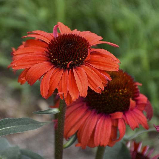 Two vibrant Eye-Catcher® 'Tanager' Coneflowers (Echinacea) with dark centers bloom against a blurred greenbackground - Photo Courtesy of Walters Gardens, Inc.