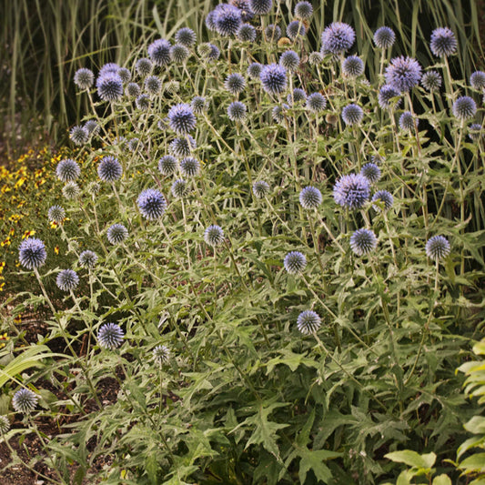Blue Glow' Globe Thistle (Echinops) - Photo Courtesy of Walters Gardens, Inc.