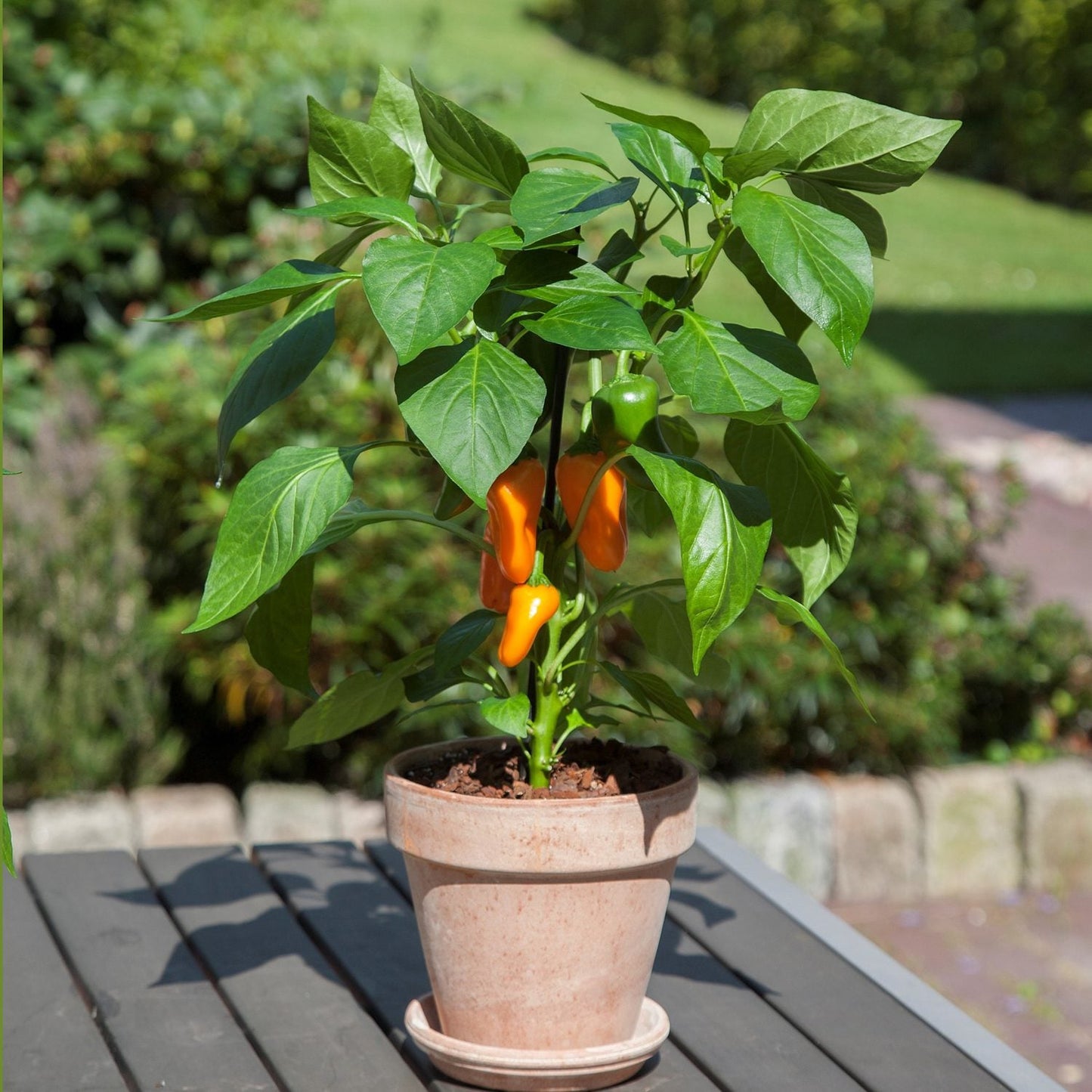 A compact Fresh Bites Orange' Pepper (Capsicum) plant with green leaves and several orange and green sweet peppers grows in a pot on an outdoor table, set against a backdrop of a garden and greenery.