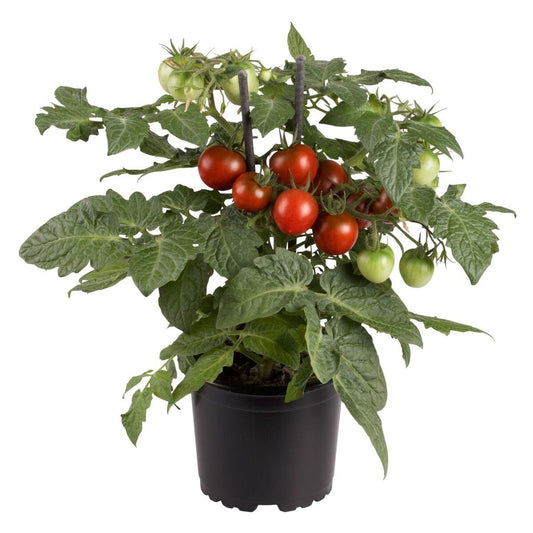 The Cocoa' Tomato Cherry (Lycopersicon) potted plant, with green leaves and clusters of red and green tomatoes supported by two stakes, is a perfect compact indoor vegetable for any white background - Photo Courtesy of Ball Horticulture, Inc. Decorative pot not included.