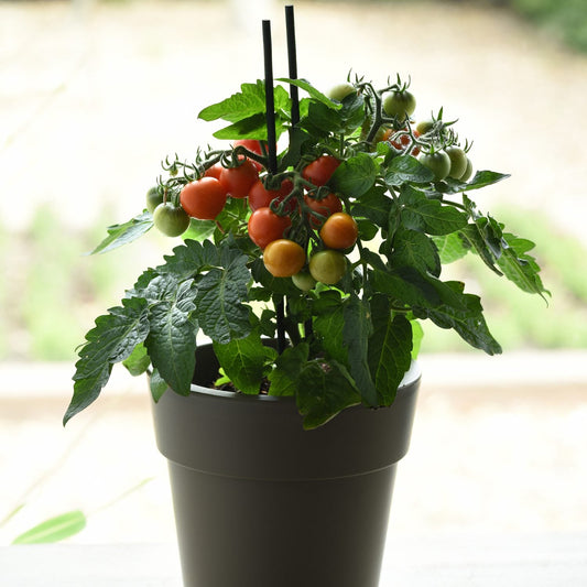 A compact indoor 'Red Velvet' Tomato Cherry (Lycopersicon) with green leaves and clusters of ripening tomatoes, supported by stakes - Photo Courtesy of Ball Horticulture, Inc. Decorative pot not included.