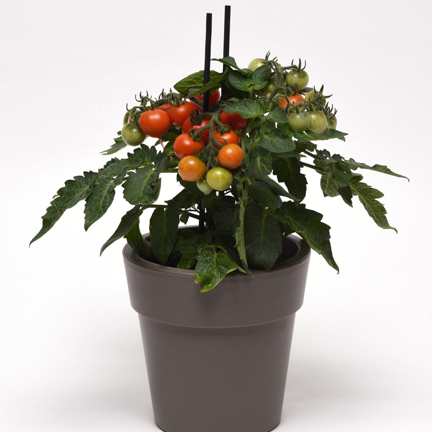 ‘Red Velvet’ Tomato Cherry (Lycopersicon): A compact indoor plant with clusters of ripe red, orange, and green cherry tomatoes on two black stakes, ideal for patios and set against a plain white background - Photo Courtesy of Ball Horticulture, Inc. Decorative pot not included.
