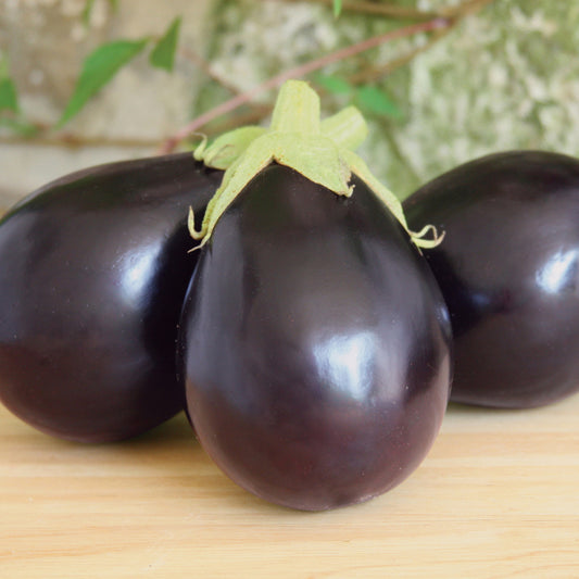 Early Midnight' Eggplant (Solanum) - Photo Courtesy of Burpee