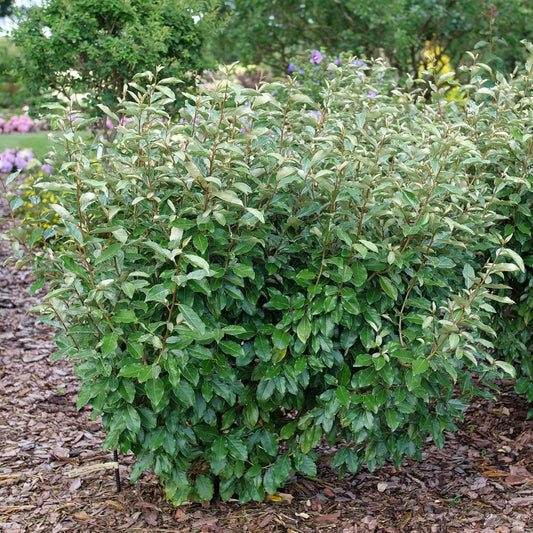 A Mr. Smooth® Seedless Thornless Silverthorn (Elaeagnus) shrub with shiny, ovate leaves grows in a mulched garden bed, surrounded by other plants and trees in a landscaped outdoor setting - Photo Courtesy of Proven Winners, Inc.