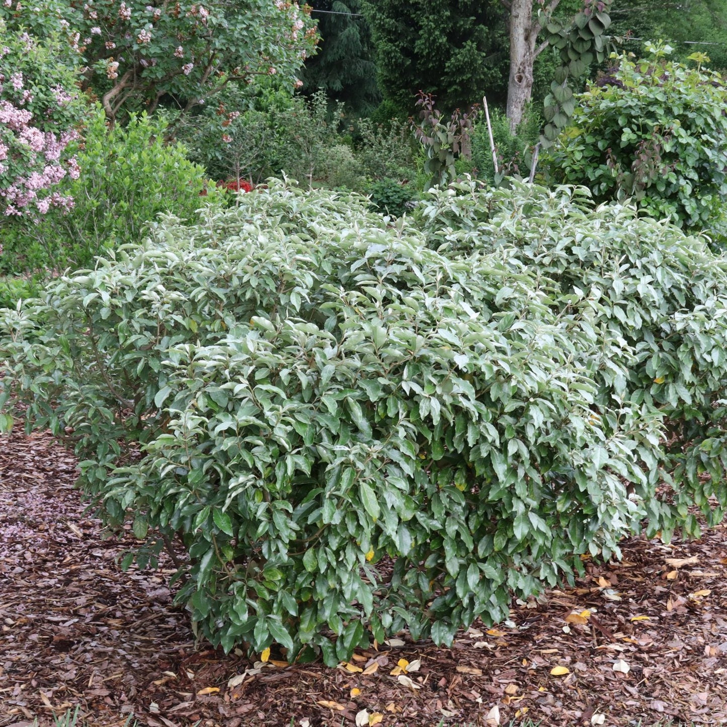 In a garden mulched with wood, a dense Mr. Smooth® Seedless Thornless Silverthorn (Elaeagnus) shrub thrives, surrounded by trees, bushes, and flowering plants. This low-maintenance plant adds leafy greenery to the landscape - Photo Courtesy of Proven Winners, Inc.