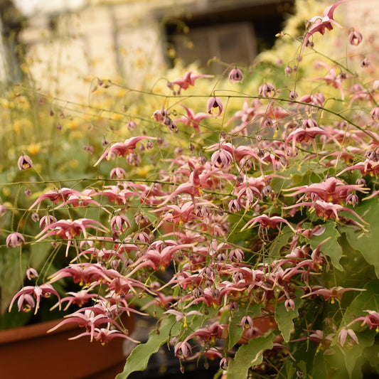 Hugs And Kisses' Barrenwort (Epimedium) - Photo Courtesy of Walters Gardens, Inc.