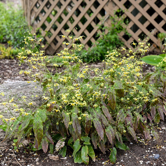 'Woodland Elf' Barrenwort (Epimedium) is a bushy groundcover with yellow flowers and long green leaves tinged reddish-brown beside a trellis fences and rocks in a garden bed - Photo Courtesy of Walters Gardens, Inc.