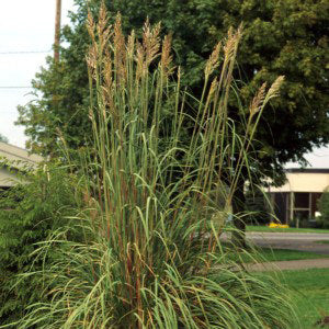 Ravenna Grass (Erianthus) is a tall ornamental grass with long green leaves and feathery tan plumes, growing upright in landscaped areas, seen with trees and streets in the background - Photo Courtesy of Walters Gardens, Inc.
