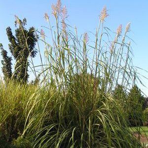 Ravenna Grass (Erianthus) - Photo Courtesy of Walters Gardens, Inc.
