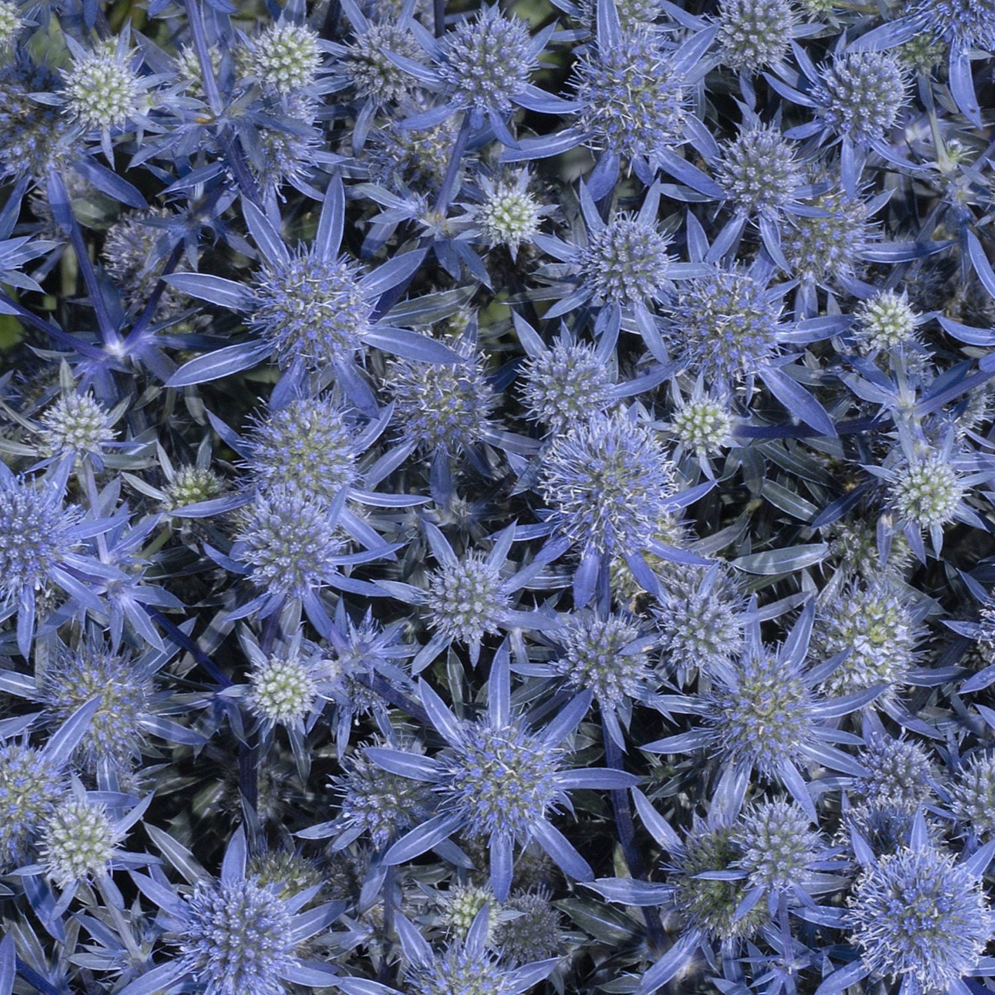 Close-up of ‘Blue Glitter’ Sea Holly (Eryngium) features dense clusters of spiky, star-shaped blue flowers with pointed petals and cone-like centers, creating striking texture - Photo Courtesy of Walters Gardens, Inc.