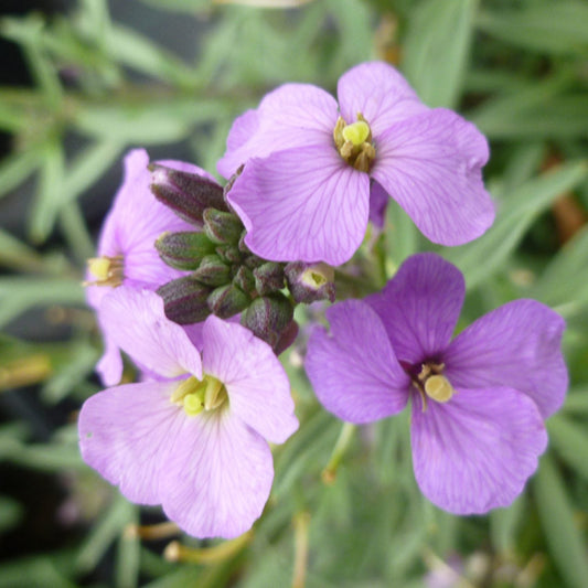 Close-up of four delicate, light purple 'Bowles Me Away' Wallflower (Erysimum) blooms with yellow centers and green foliage - Photo Courtesy of Ball Horticulture, Inc.
