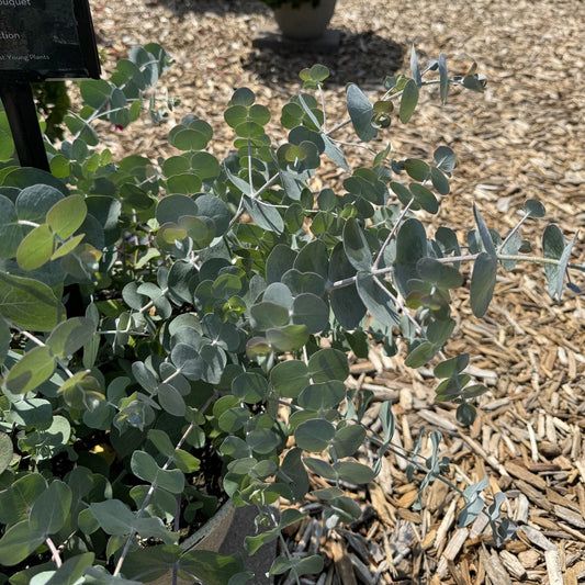 The Baby Blue Bouquet Eucalyptus features round blue-green leaves on slender stems, growing in a pot outdoors with wood chip mulch and partial sunlight - Photo Property of Garden Crossings LLC.