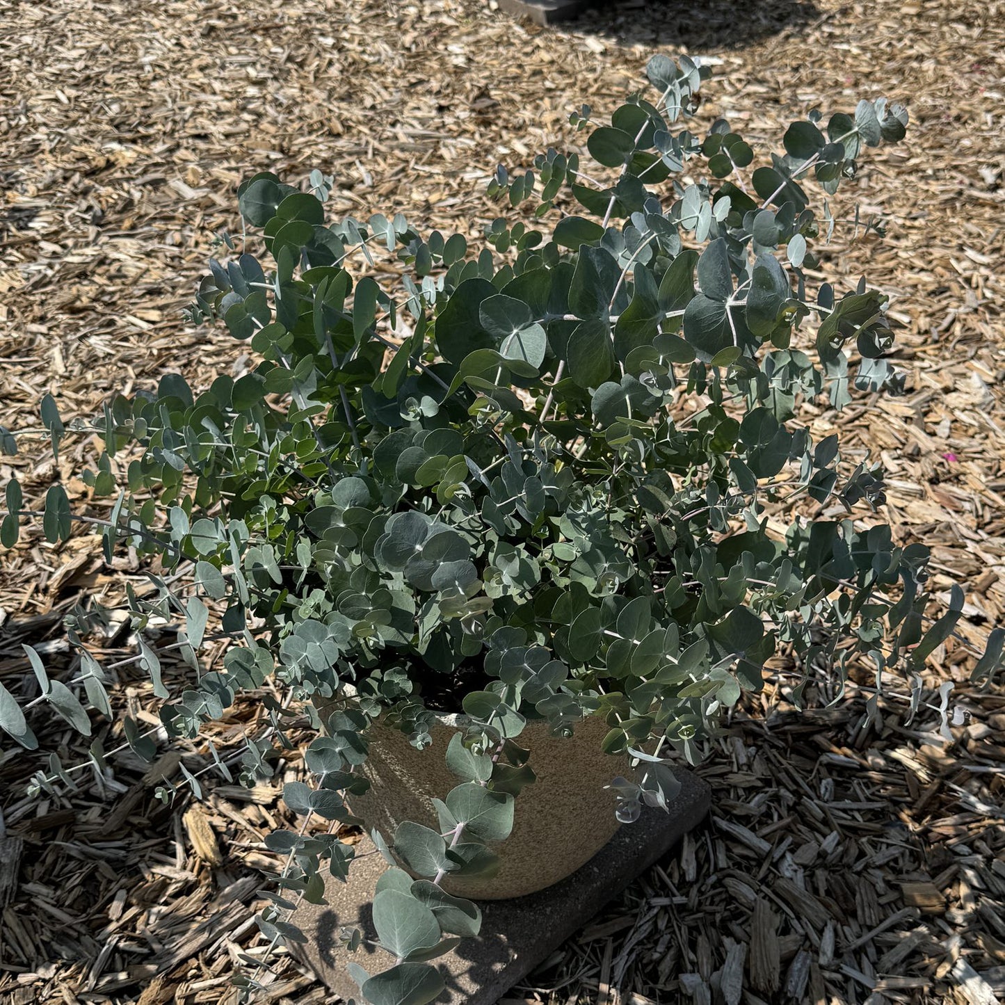A Baby Blue Bouquet Eucalyptus plant with blue-green foliage sits potted on a stone, surrounded by wood chips in the sun, highlighting its fragrant beauty - Photo Property of Garden Crossings LLC.