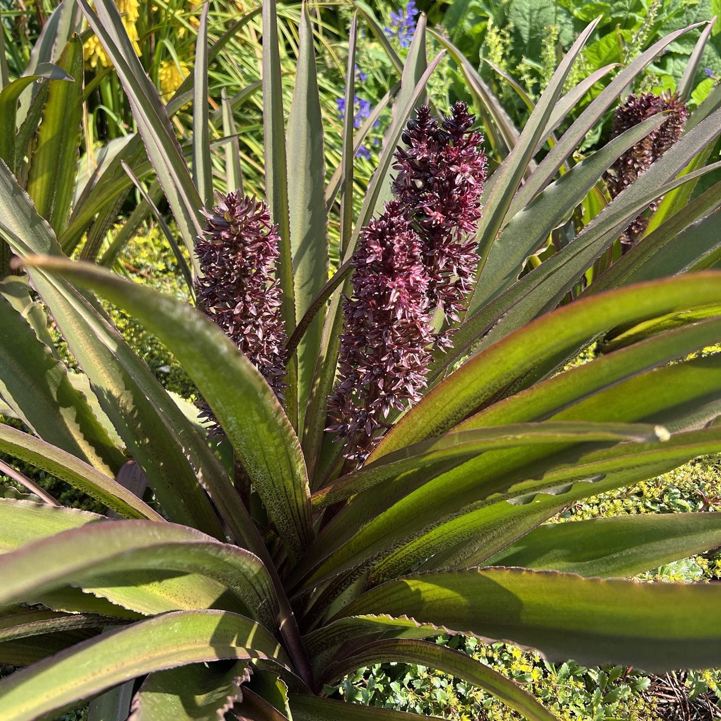 Spiky green leaves surround upright clusters of deep purple Crowning Glory® 'Purple Reign' Pineapple Lily (Eucomis) blooms in a sunlit garden, with other greenery visible in the background - Photo Property of Garden Crossings LLC.