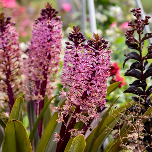 Close-up of tall clusters of pink and purple star-shaped flowers from Crowning Glory® 'Purple Reign' Pineapple Lily (Eucomis) bloom among green leaves in a garden, set against a softly blurred background of more plants and flowers - Photo Courtesy of Proven Winners, Inc.