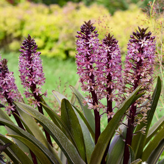 Crowning Glory® 'Purple Reign' Pineapple Lily (Eucomis) features tall, spiky clusters of purple star-shaped flowers rising above broad green leaves, creating a striking contrast against blurred greenery and yellow foliage - Photo Courtesy of Proven Winners, Inc.