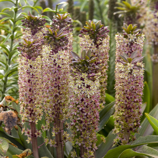 Close-up of tall spikes of Crowning Glory® 'Princess Bride' Pineapple Lily (Eucomis) showcase clusters of small, star-shaped blossoms in pale yellow and purple, framed by broad green leaves for a striking perennial display - Photo Courtesy of Proven Winners, Inc.