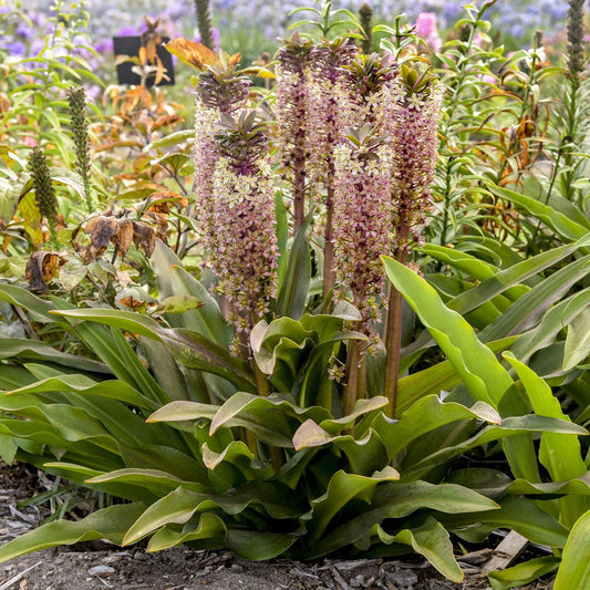 Tall spikes of pale pink and purple flowers rise above broad green leaves—Crowning Glory® 'Princess Bride' Pineapple Lily (Eucomis)—bringing unique charm to the garden among other plants and blurred blooms in the background - Photo Courtesy of Proven Winners, Inc.