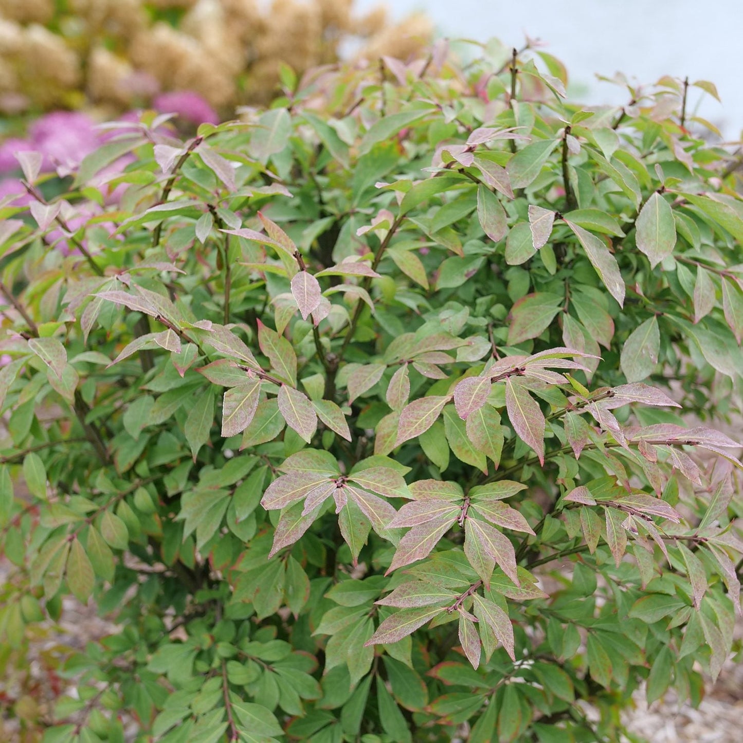 Close-up of the Fire Ball Seedless® Burning Bush (Euonymus) with dense green leaves, some edged in reddish-purple, growing outdoors among mulch with blurred plants in the background - Photo Courtesy of Proven Winners, Inc.