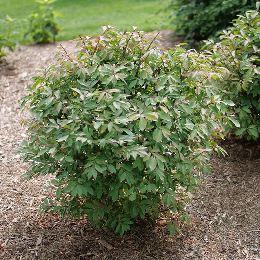 Fire Ball Seedless™ Burning Bush (Euonymus) - Photo Courtesy of Proven Winners, Inc.