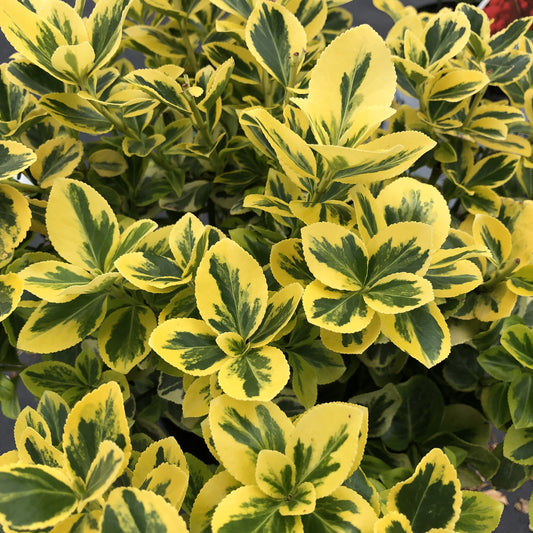 Gold Splash® Wintercreeper (Euonymus) - Photo Property of Garden Crossings LLC
