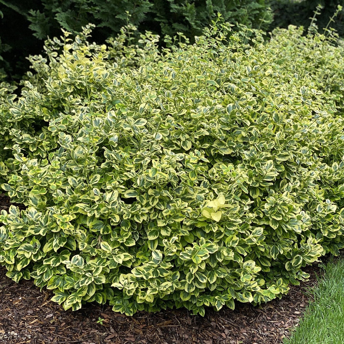Gold Splash® Wintercreeper (Euonymus) is a compact, variegated evergreen shrub featuring small green leaves edged in creamy yellow, ideal for garden beds with mulch and contrasting well against darker green background foliage - Photo Property of Garden Crossings LLC.