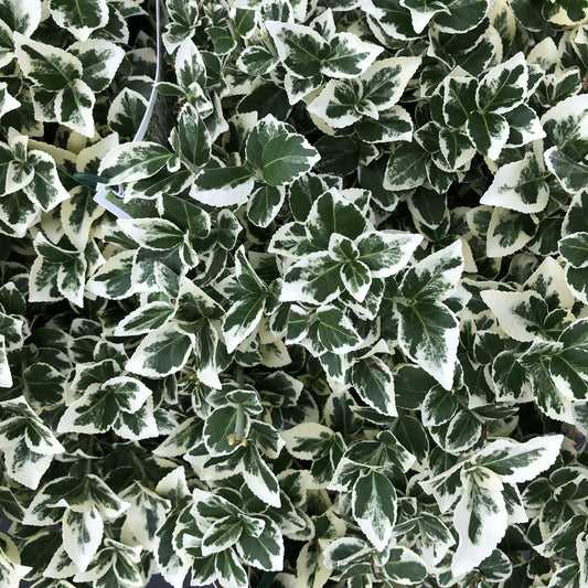 White Album® Wintercreeper (Euonymus) - Photo Property of Garden Crossings LLC