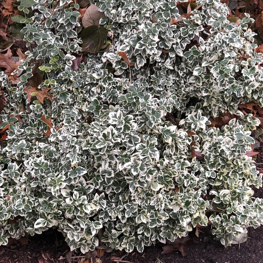 White Album® Wintercreeper (Euonymus) - Photo Property of Garden Crossings LLC