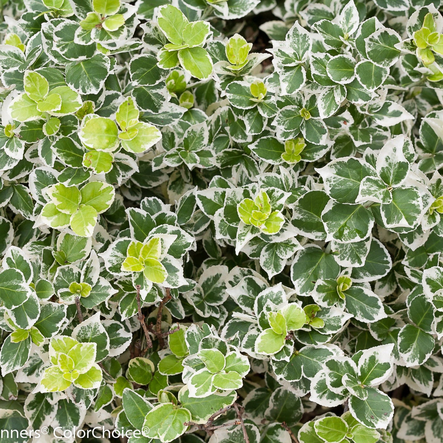 Close-up of White Album® Wintercreeper (Euonymus) with varigated dark green and white edged leaves - Photo Courtesy of Proven Winners, Inc.