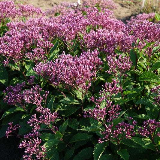 Ruby Joe-Pye Weed (Eupatorium) displays dense clusters of purple-pink flowers and green leaves, filling a pollinator garden bed. Sunlight highlights the blooms, with exposed soil visible in the background - Photo Property of Garden Crossings LLC.